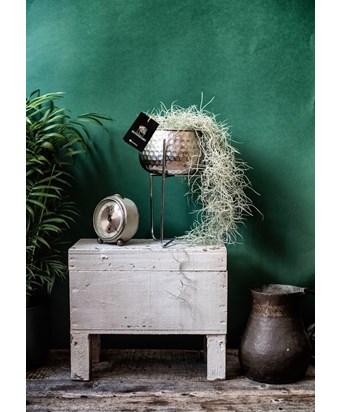 Air Plant Gümüş Saksıda Topraksız Bitki